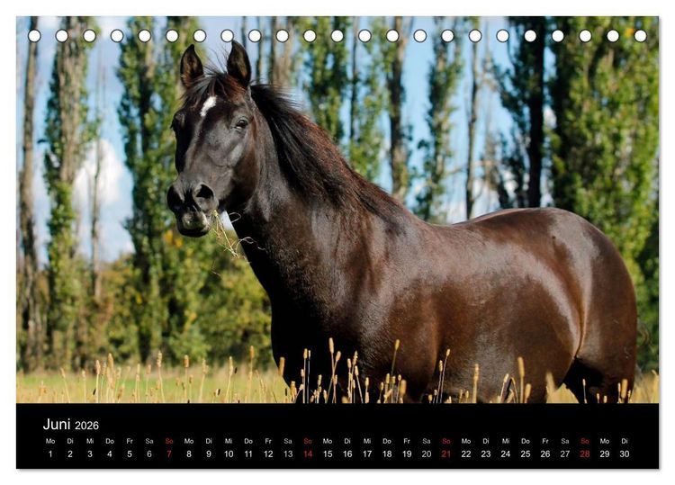 Produktbild: Faszinierende Pferde 2026 (Tischkalender 2026 DIN A5 quer), CALVENDO Monatskalender