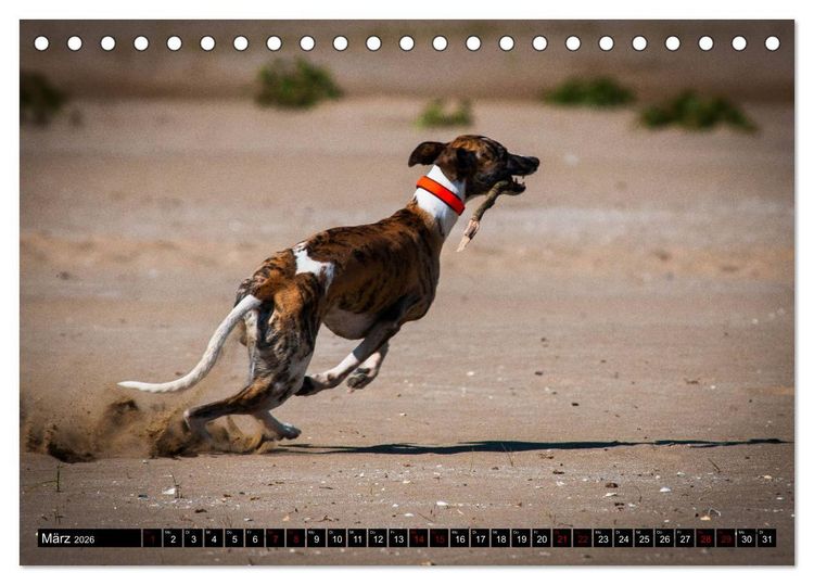 Produktbild: Windhunde - eine Leidenschaft (Tischkalender 2026 DIN A5 quer), CALVENDO Monatskalender