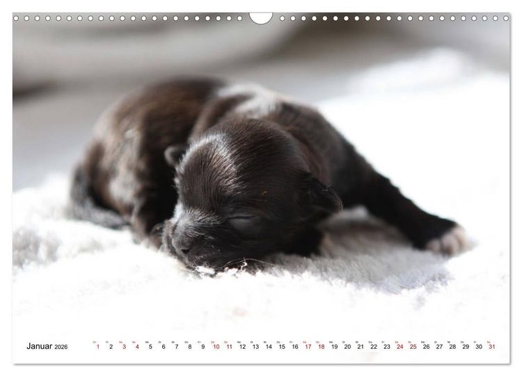 Produktbild: Bolonka Babykalender 2026 (Wandkalender 2026 DIN A3 quer), CALVENDO Monatskalender