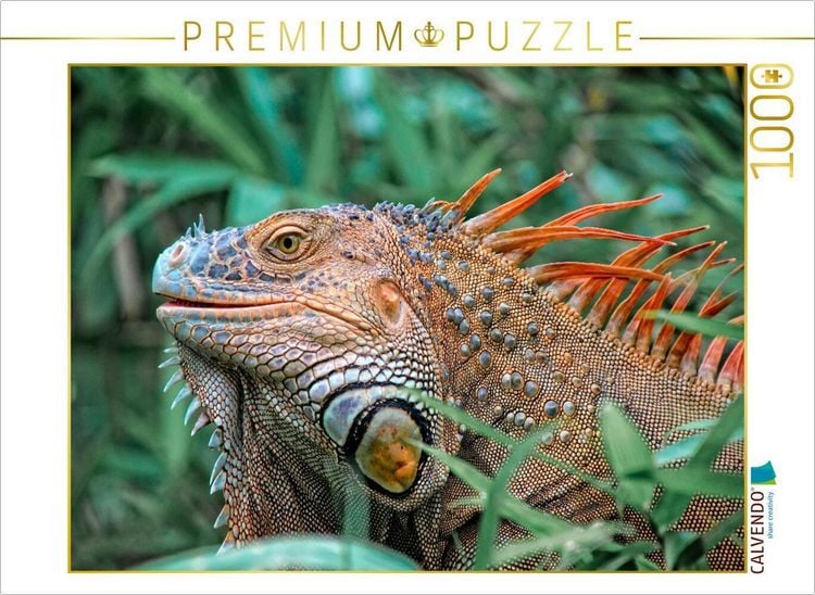 Produktbild: CALVENDO Puzzle Wundersch&ouml;ner Leguan | 1000 Teile Lege-Gr&ouml;&szlig;e 64x48cm Foto-Puzzle f&uuml;r gl&uuml;ckliche Stunden