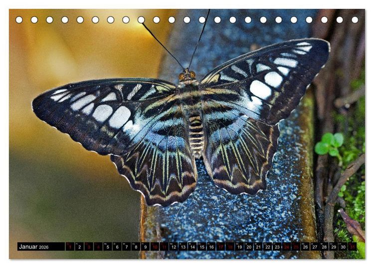 Produktbild: Fliegende Wunderwesen. Schmetterlinge weltweit, ganz nah (Tischkalender 2026 DIN A5 quer), CALVENDO Monatskalender