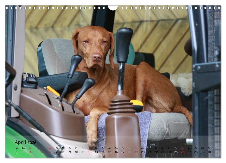 Produktbild: Magyar Vizsla - pure Lebensfreude (Wandkalender 2026 DIN A3 quer), CALVENDO Monatskalender