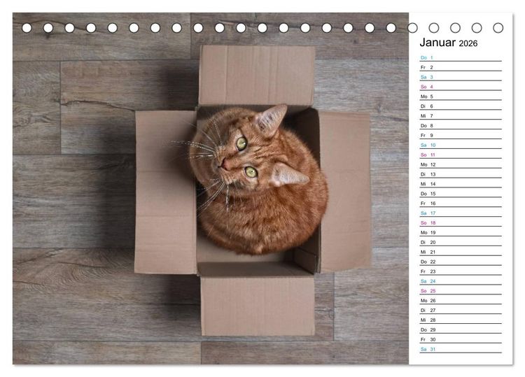 Produktbild: Karton Katzen (Tischkalender 2026 DIN A5 quer), CALVENDO Monatskalender