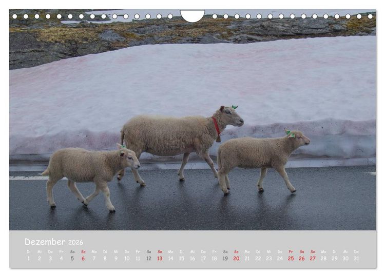 Produktbild: Ganz sch&ouml;n Schaf (Wandkalender 2026 DIN A4 quer), CALVENDO Monatskalender