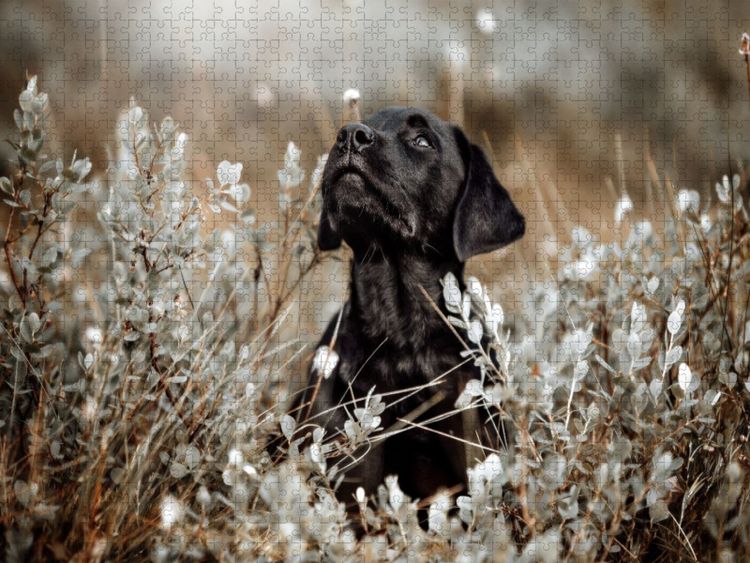 Produktbild: CALVENDO Puzzle Labrador Retriever Welpe | 1000 Teile Lege-Gr&ouml;&szlig;e 64x48cm Foto-Puzzle f&uuml;r gl&uuml;ckliche Stunden