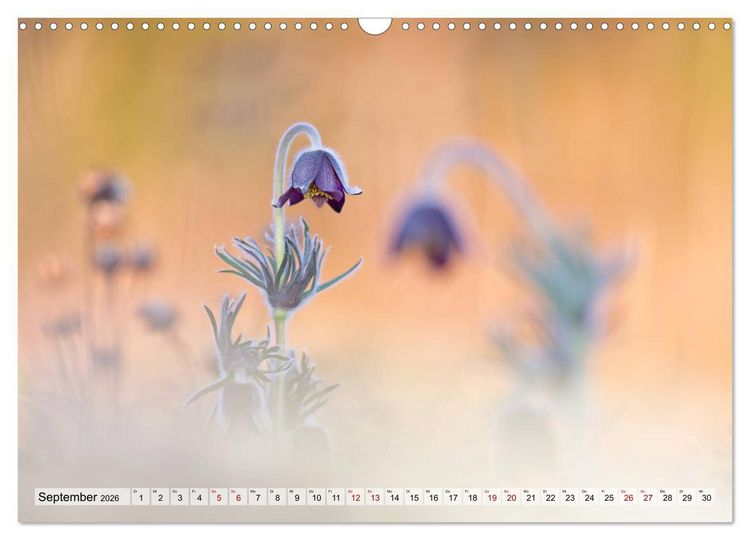 Produktbild: M&auml;rchenwelt der Wildblumen (Wandkalender 2026 DIN A3 quer), CALVENDO Monatskalender