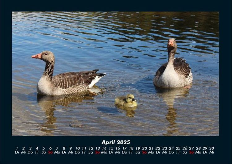 Produktbild: Enten 2025 Fotokalender DIN A4