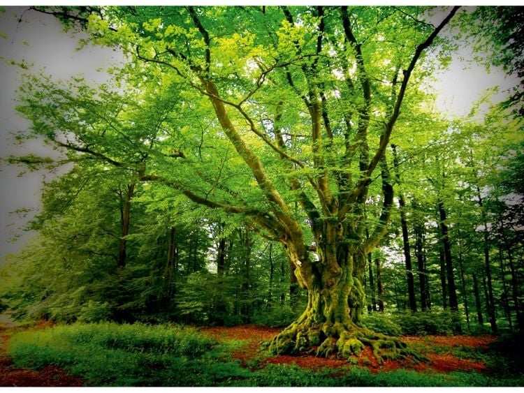 Produktbild: CALVENDO Puzzle Dicke Buche (Krombach, NRW) | 1000 Teile Lege-Gr&ouml;&szlig;e 64x48cm Foto-Puzzle f&uuml;r gl&uuml;ckliche Stunden