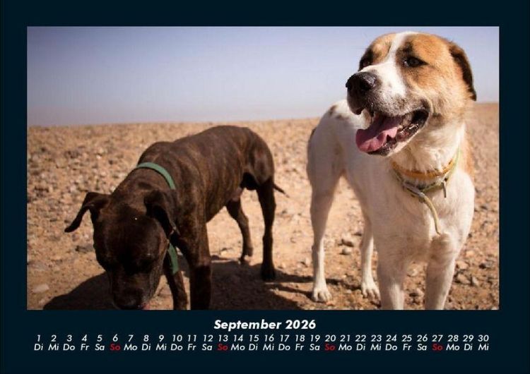 Produktbild: Hundezauber 2026 Fotokalender DIN A4