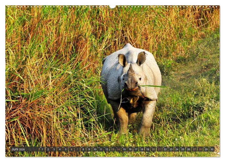 Produktbild: Tiere Indiens close up (Wandkalender 2026 DIN A2 quer), CALVENDO Monatskalender