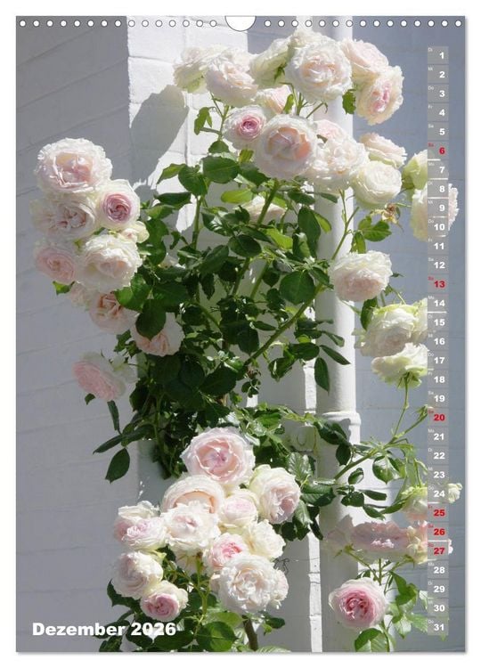 Produktbild: Sch&ouml;nste Rosen (Wandkalender 2026 DIN A3 hoch), CALVENDO Monatskalender