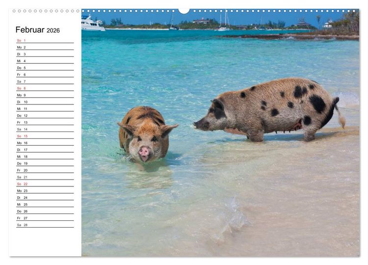 Produktbild: Schwimmende Schweine (Wandkalender 2026 DIN A2 quer), CALVENDO Monatskalender