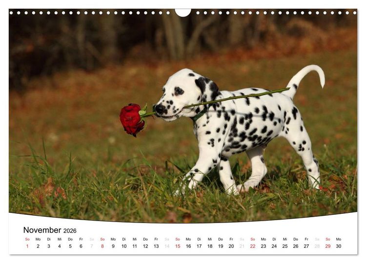 Produktbild: Welpen - Puppies (Wandkalender 2026 DIN A3 quer), CALVENDO Monatskalender