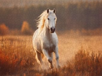 Produktbild: CALVENDO Puzzle Wei&szlig;es Pferd, Freiheit in Bewegung | 1000 Teile Lege-Gr&ouml;&szlig;e 64x48cm Foto-Puzzle f&uuml;r gl&uuml;ckliche Stunden