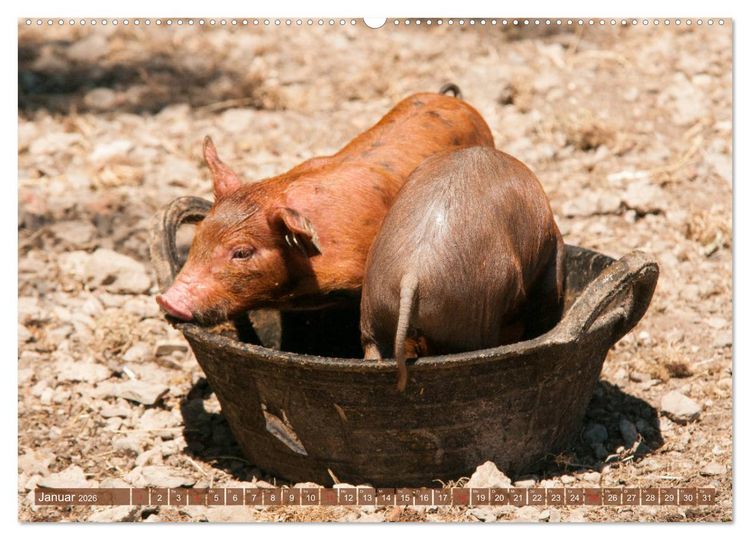 Produktbild: Gl&uuml;ckliche Schweine Berkshire-Iberico Ferkel (Wandkalender 2026 DIN A2 quer), CALVENDO Monatskalender