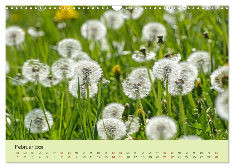 Produktbild: Wilde Blumen - ein Spaziergang durch die Natur (Wandkalender 2026 DIN A3 quer), CALVENDO Monatskalender