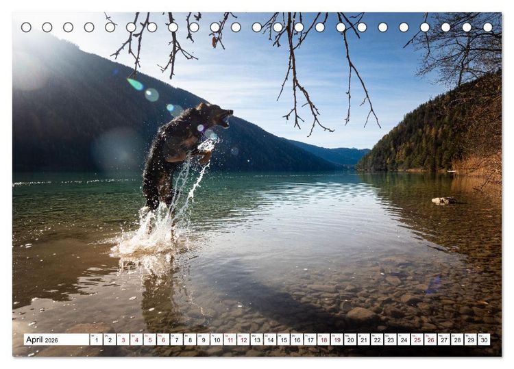 Produktbild: Ein Hundejahr in Bildern (Tischkalender 2026 DIN A5 quer), CALVENDO Monatskalender
