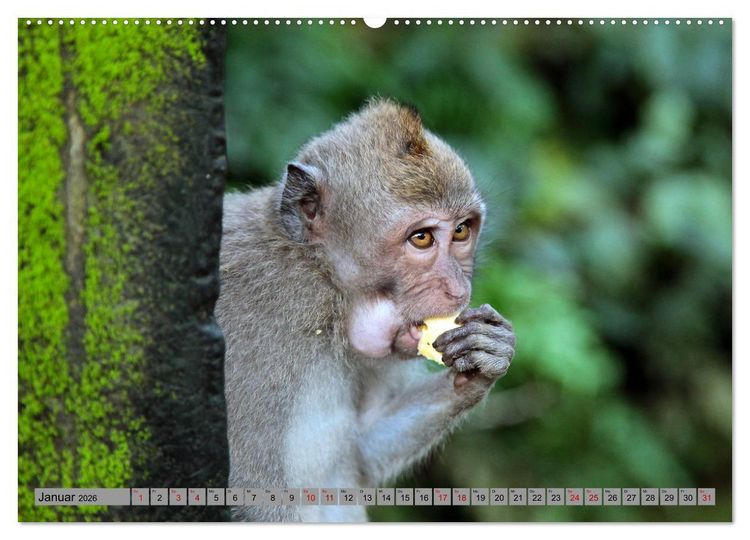Produktbild: AFFEN AUS ASIEN Indonesien, Thailand, Indien (Wandkalender 2026 DIN A2 quer), CALVENDO Monatskalender