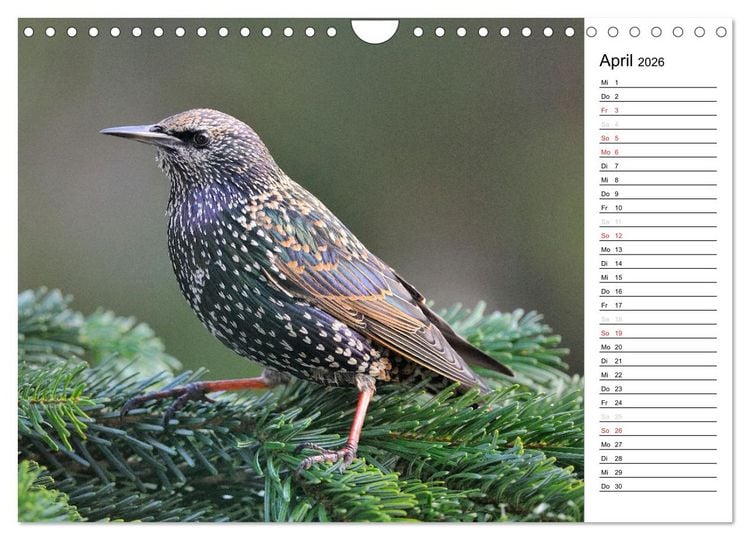 Produktbild: Unsere heimischen Gartenv&ouml;gel (Wandkalender 2026 DIN A4 quer), CALVENDO Monatskalender