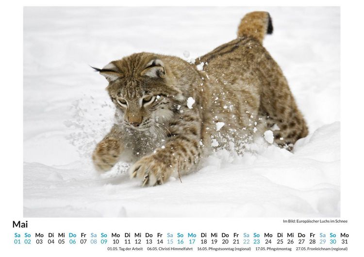 Produktbild: Tiere im Schnee