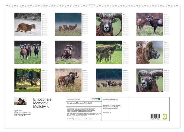 Produktbild: Emotionale Momente: Muffelwild. (Wandkalender 2026 DIN A2 quer), CALVENDO Monatskalender