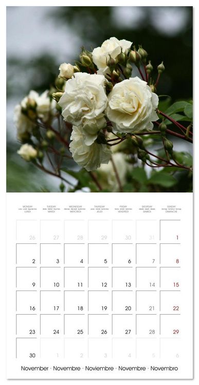 Produktbild: LE PARFUM ENVO&Ucirc;TANT DES ROSES (Calendrier mural carr&eacute; 2026 30x30 cm) Calendrier double avec une page pour vos prises de notes