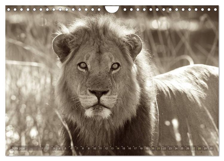 Produktbild: Botswana &ndash; Impressionen aus Afrika (Wandkalender 2026 DIN A4 quer), CALVENDO Monatskalender
