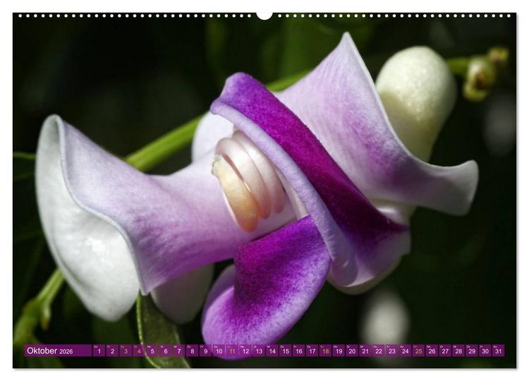 Produktbild: Flower Power - Zauberhafte K&uuml;belpflanzen (hochwertiger Premium Wandkalender 2026 DIN A2 quer), Kunstdruck in Hochglanz