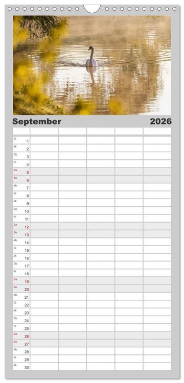 Produktbild: Familienplaner 2026 - Der H&ouml;ckerschwan elegant und stolz mit 5 Spalten (Wandkalender, 21 x 45 cm) CALVENDO