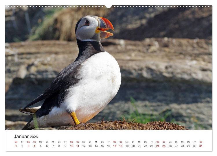 Produktbild: Papageitaucher - Clowns der nordischen Vogelwelt (hochwertiger Premium Wandkalender 2026 DIN A2 quer), Kunstdruck in Hochglanz