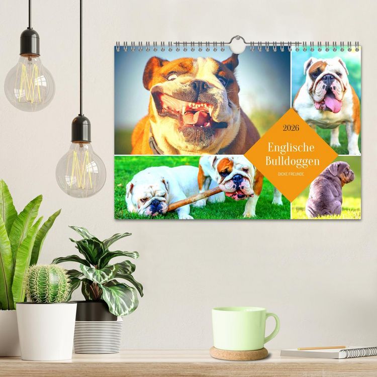 Produktbild: Dicke Freunde. Englische Bulldoggen (Wandkalender 2026 DIN A4 quer), CALVENDO Monatskalender