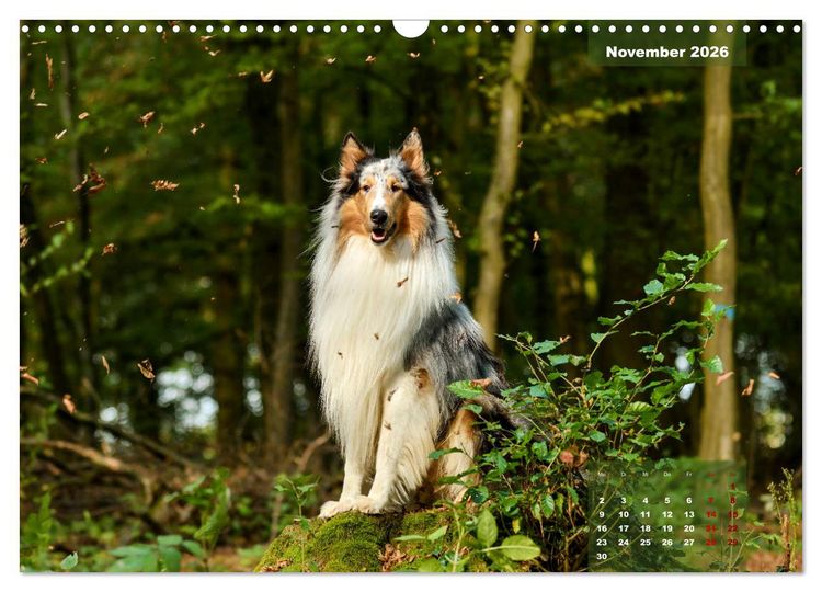 Produktbild: Collies? Was sonst! (Wandkalender 2026 DIN A3 quer), CALVENDO Monatskalender