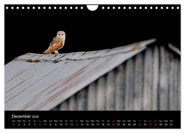 Produktbild: Scotland's Wildlife 2026 (Wall Calendar 2026 DIN A4 landscape), CALVENDO 12 Month Wall Calendar