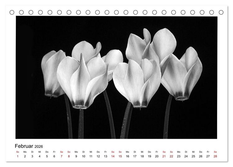 Produktbild: Die grafische Sch&ouml;nheit der Pflanzen &ndash; Schwarz-Wei&szlig; (Tischkalender 2026 DIN A5 quer), CALVENDO Monatskalender