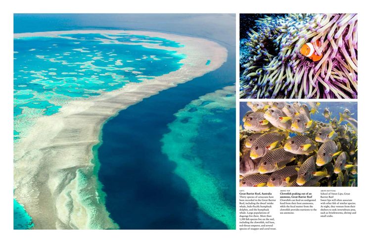Produktbild: Reefs