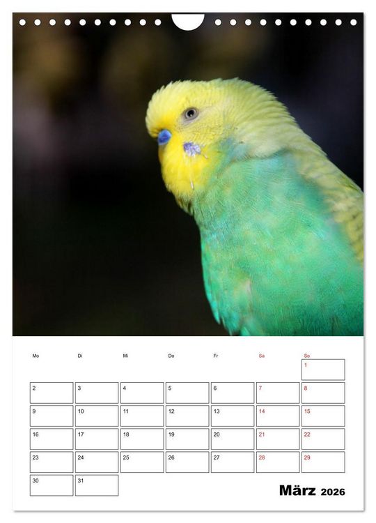 Produktbild: Wellensittichkalender Jubil&auml;umsedition - 10 Jahre Wellensittichkalender! (Wandkalender 2026 DIN A4 hoch), CALVENDO Monatskalender