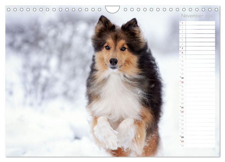 Produktbild: Shetland Sheepdogs Blacky, Anry, Mojo 2026 (Wandkalender 2026 DIN A4 quer), CALVENDO Monatskalender