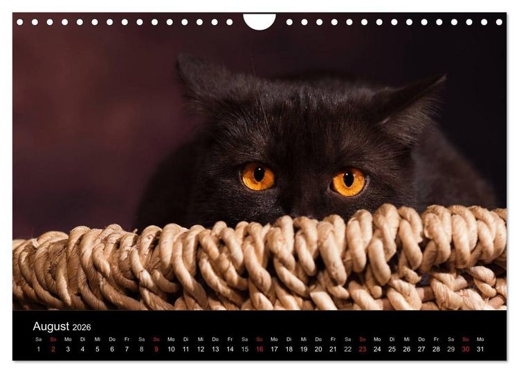 Produktbild: Schokoladige Britisch Kurzhaar Katzen (Wandkalender 2026 DIN A4 quer), CALVENDO Monatskalender