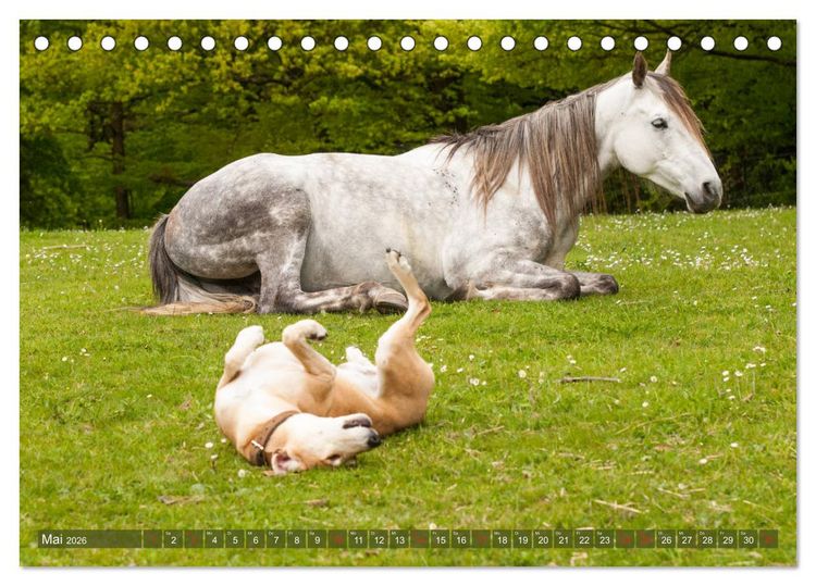 Produktbild: Pferd und Hund - Vierbeinige Freunde (Tischkalender 2026 DIN A5 quer), CALVENDO Monatskalender