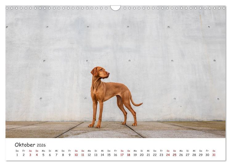 Produktbild: Berlin City Dogs - Berliner Hunde (Wandkalender 2026 DIN A3 quer), CALVENDO Monatskalender