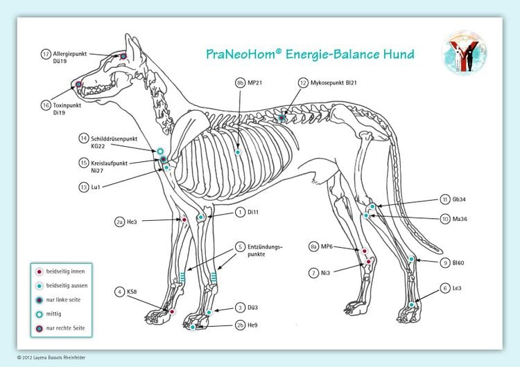 Produktbild: Akupunktur-Tafel Hund