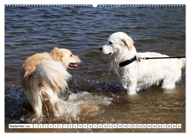 Produktbild: Golden Retriever ein treuer Begleiter (Wandkalender 2026 DIN A2 quer), CALVENDO Monatskalender
