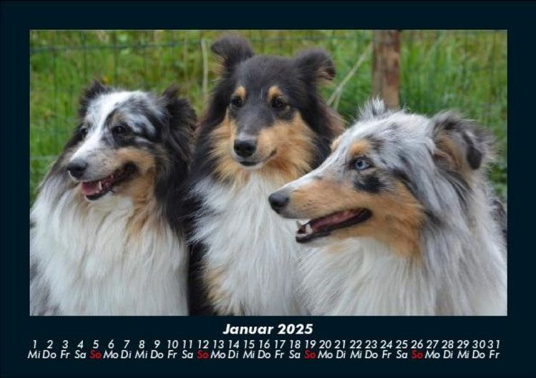 Produktbild: Hundezauber 2025 Fotokalender DIN A5
