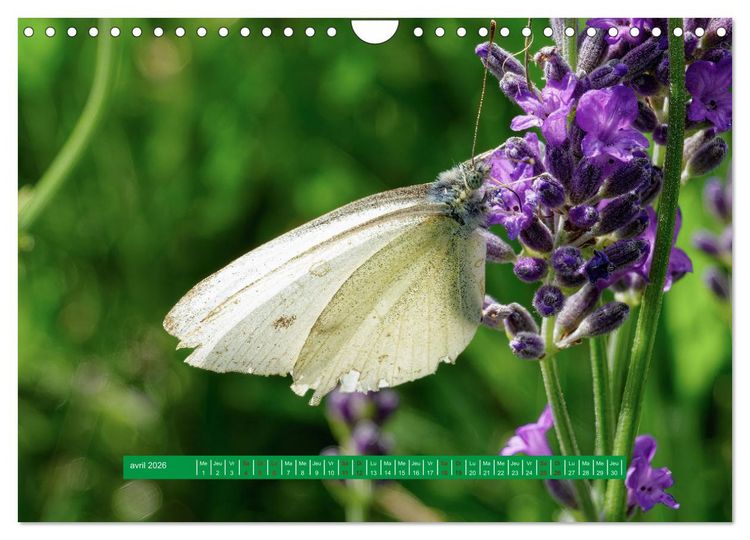 Produktbild: La vie de nos prairie, les papillons (Calendrier mural 2026 DIN A4 vertical), CALVENDO calendrier mensuel