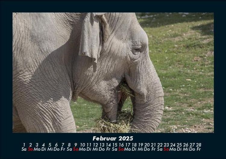 Produktbild: Der Elefantenkalender 2025 Fotokalender DIN A5