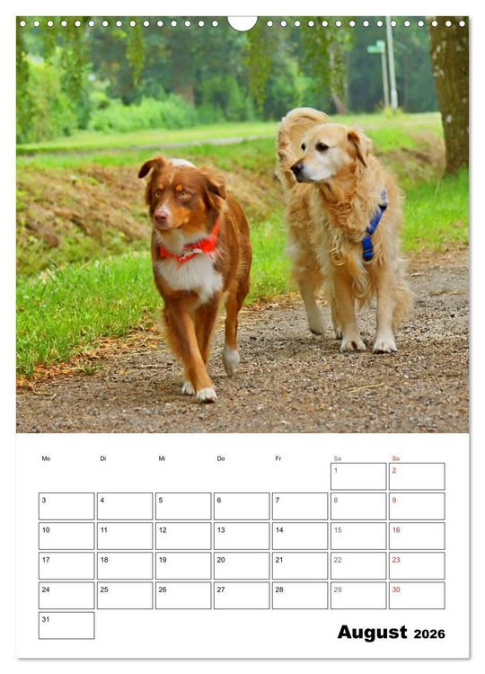 Produktbild: Hunde Freunde (Wandkalender 2026 DIN A3 hoch), CALVENDO Monatskalender