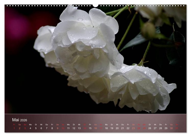 Produktbild: Zarte Sch&ouml;nheiten - Rosen (hochwertiger Premium Wandkalender 2026 DIN A2 quer), Kunstdruck in Hochglanz