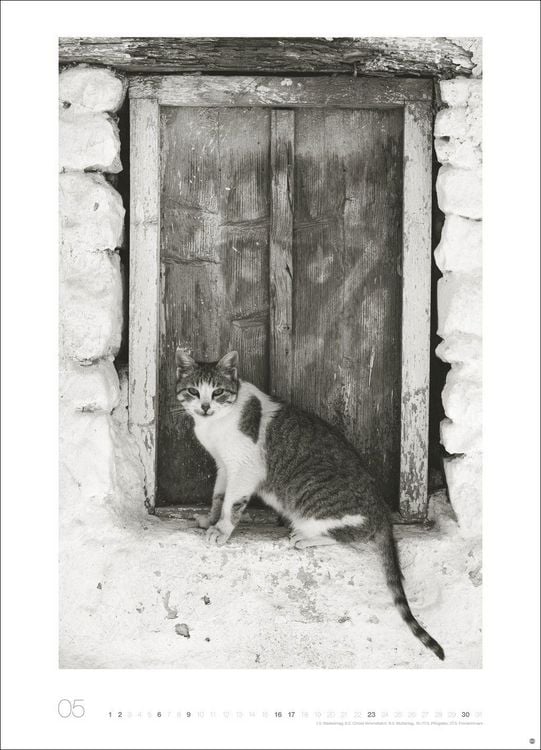 Produktbild: Cats Edition Kalender 2027