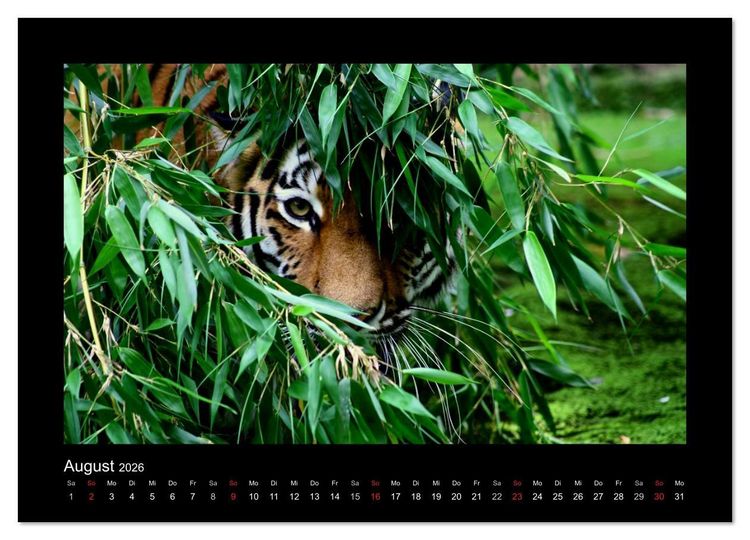 Produktbild: Welt der Katzen - Tiger (hochwertiger Premium Wandkalender 2026 DIN A2 quer), Kunstdruck in Hochglanz