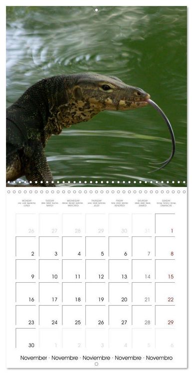 Produktbild: Rencontres animali&egrave;res (Calendrier mural carr&eacute; 2026 30x30 cm) Calendrier double avec une page pour vos prises de notes
